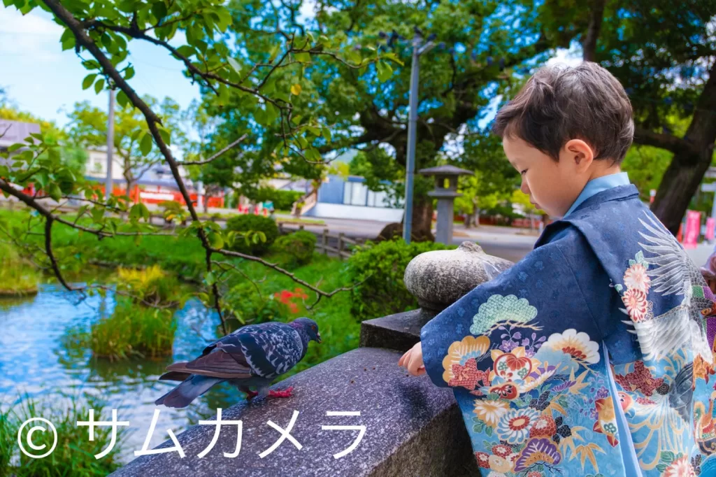 香椎宮のしょうぶ池